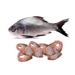 boche-fish